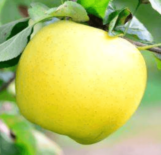 사과 품종-시나모골드